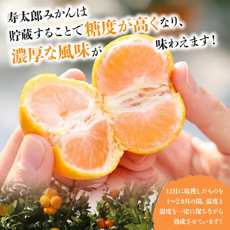【1月中旬〜2月発送】寿太郎みかん 4kg みかん 果物 ms-0086