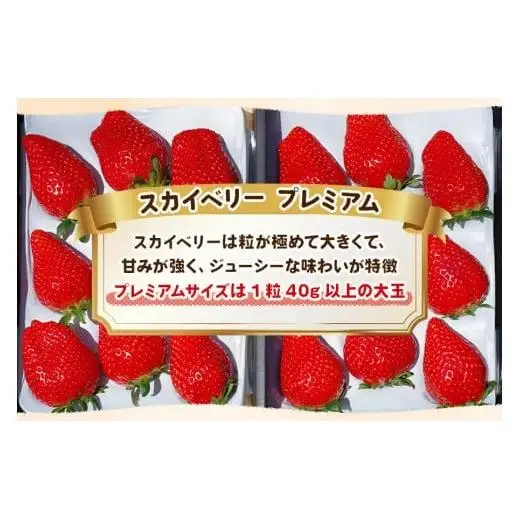 完熟朝摘みスカイベリー プレミアム 900g【2027年1月以降発送】ギフト 贈答 | いちご 苺 フルーツ 果物  澳原いちご農園 栃木県 矢板市