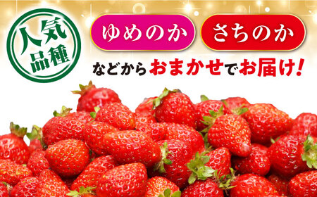 いちご 1箱 (約250g×4P) 約1kg / いちご 苺 イチゴ ゆめのか さちのか いちご 長崎県産いちご 果物 くだもの フルーツ  / 大村市 / おおむら夢ファームシュシュ[ACAA107]