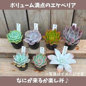 731【厳選株】【農場直送】多肉植物エケベリア ぷっくり充実株!! おまかせ7品種セット※着日指定不可※北海道・沖縄・離島への配送不可