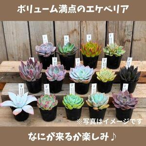730.【厳選株】【農場直送】多肉植物エケベリア ぷっくり充実株!! おまかせ14品種セット※着日指定不可※北海道・沖縄・離島への配送不可