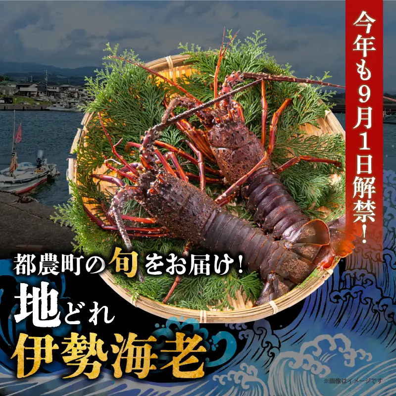 先行予約≪数量限定≫伊勢海老(計1kg) えび 魚介 海鮮 国産_T013-0015
