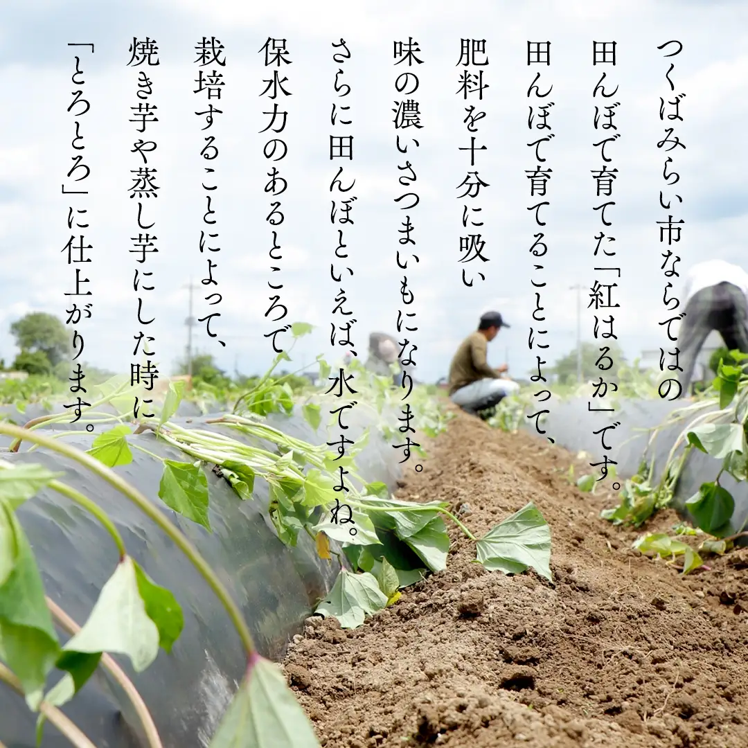 【 訳あり 】 さつまいも ！ 紅はるか 10kg サツマイモ 芋 いも べにはるか