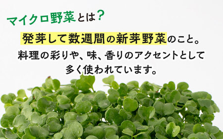 マイクロ野菜 ハーブ 4点セット〈 ディル パクチー バジル ルッコラ 〉【諏訪農林】[TDO004]