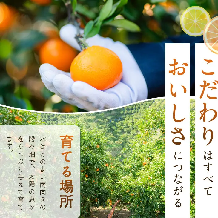 【秀品】【2026先行予約】有田みかん 和歌山県有田産 1kg (2S～Lサイズ混合) 【まごころ手選別】_ZE6414