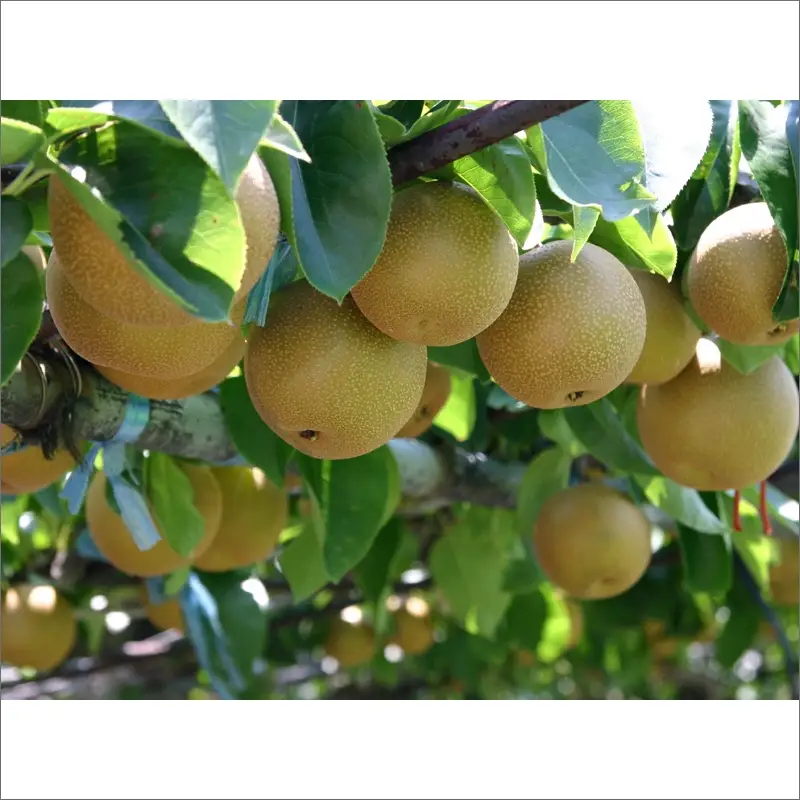 【数量限定】京都丹後産 新興梨 5kg（2026年10月下旬～発送） | 梨