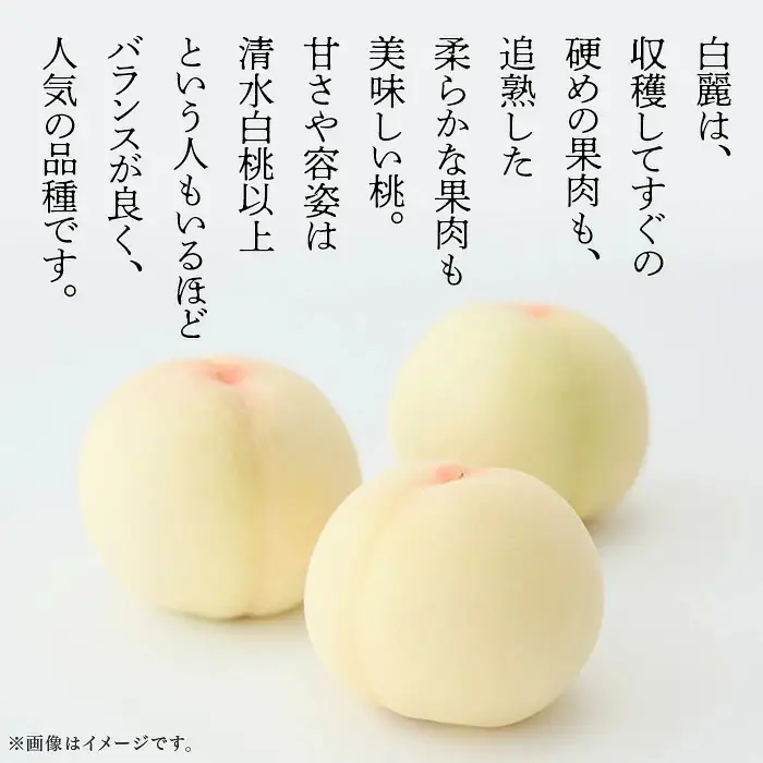 【ご家庭用】岡山白桃 白麗 5～7玉【2027年7月中旬頃から順次発送】