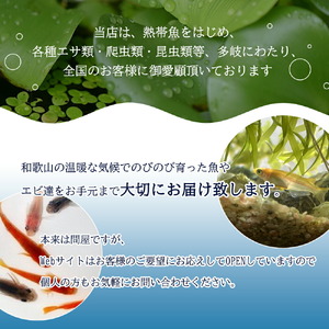 高級めだか 5匹＋補償 2匹（品種はおまかせ）_BA6012