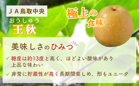 王秋 梨 【倉吉産】5kg（JA鳥取中央） 梨