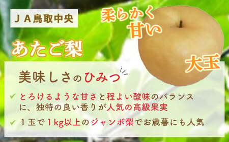 あたご梨 【倉吉産】5kg（JA鳥取中央） 梨