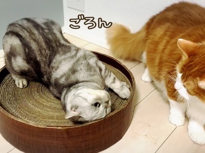 FB164_ねこちゃんストレス解消☆爪とぎサークル&天然100％またたびパウダー