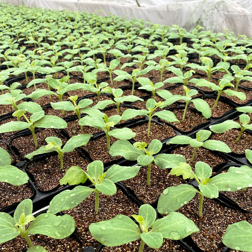 尾花沢スイカ 6Lサイズ(約11kg)×1玉 プレミアム 令和9年産 ns-su6xu1