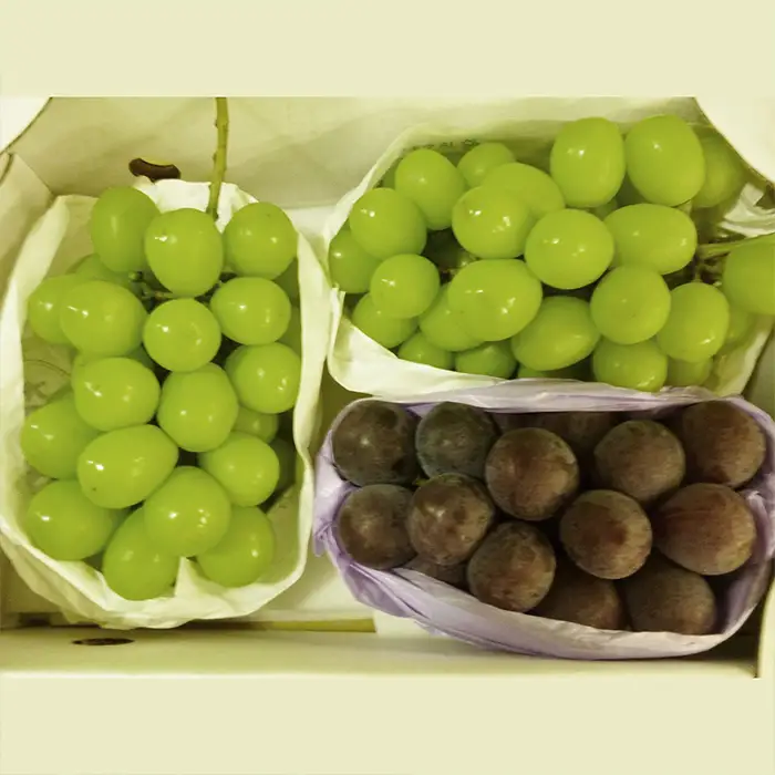 やまがたのぶどう シャインマスカット＆ピオーネ 秀品 約1.7kg(2～5房程度)【令和8年産先行予約】FS23-752 くだもの 果物 フルーツ 山形 山形県 山形市 2026年産