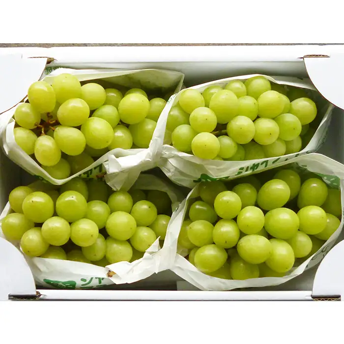 やまがたのぶどう シャインマスカット 秀品 約1.7kg(2～5房程度) [10月発送]　 【令和8年産先行予約】FS23-755 くだもの 果物 フルーツ 山形 山形県 山形市 2026年産