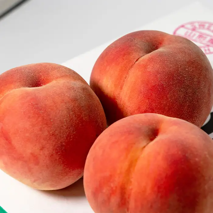やまがたの桃(白桃) あかつき 秀品 約3kg(6～12玉程度) 【令和8年産先行予約】FS23-810 くだもの 果物 フルーツ 山形 山形県 山形市 2026年産