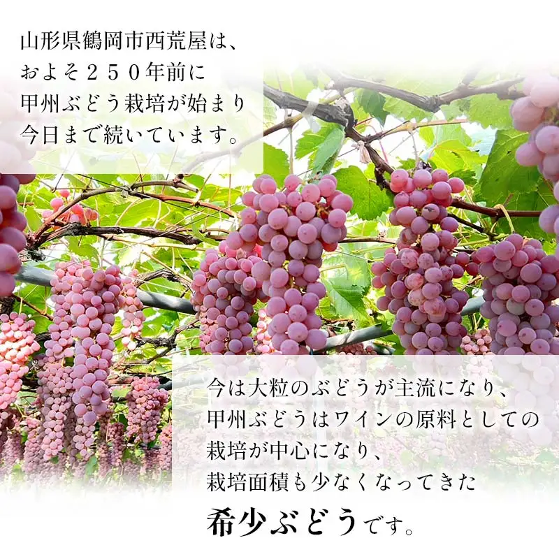 【令和8年産先行予約】 甲州ぶどう 2kg箱入（4～6房） 山形県鶴岡産　伊藤農園　| ブドウ 葡萄 ぶどう 2キロ フルーツ 果物 くだもの 旬 期間限定 産地直送 おすすめ 人気 美味しい お取り寄せ 返礼品