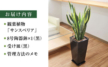 観葉植物 サンスベリア・ローレンティ ロングスクエア 陶器鉢植え（黒） BIGサイズ インテリア / 観葉 植物 インテリア おしゃれ / 大村市 /琴花園[ACYK026]