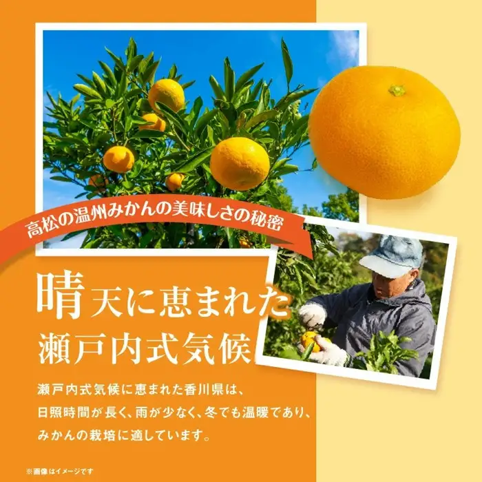【先行予約】瀬戸内温州みかん　M～3Sサイズ　約2.5kg【2026年10月上旬～2027年1月下旬配送予定】