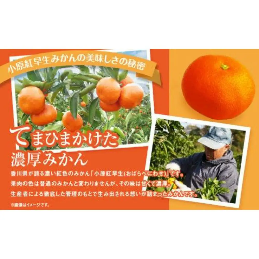 【訳あり】ご家庭用小原紅早生みかん(サイズおまかせ)　約2.5kg【11月下旬～1月下旬配送予定】｜早生ミカン みかん 早生みかん 訳アリ 訳あり 不揃い 家庭用みかん 甘い フルーツ くだもの 果物 柑橘 人気 おすすめ わけあり先行予約