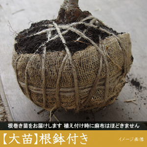 ＜すだ農園＞2年生 苗木 サクラ(桜) 関山八重桜(カンザンヤエザクラ)