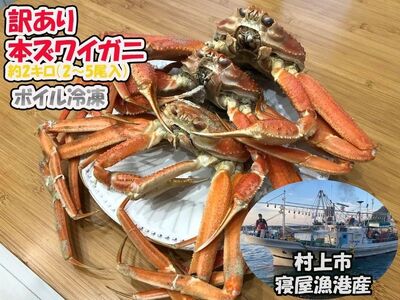 【11月～2月発送】【訳あり】本ズワイガニ　約2kg（2～6尾入）新潟県村上市寝屋漁港産 1079001