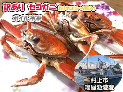 【11月～2月発送】【訳あり】新潟県村上市寝屋漁港産　セコガニ 約1kg（5～9尾入）C4088