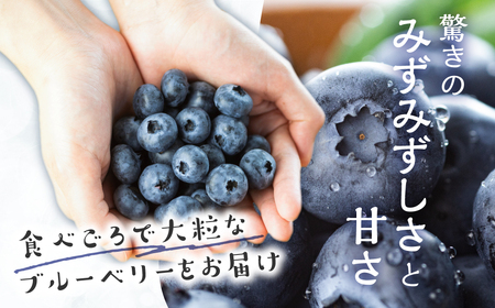 完熟　ブルーベリー　500g　　