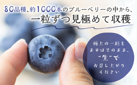 【定期便】完熟ブルーベリー 1kg　2回定期便