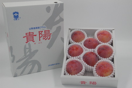 【2026年発送先行予約】厳選！南アルプス市産『貴陽』　中玉約1.5kg（7～10玉） ALPDD013