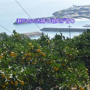 【2026年11月中旬から順次発送】甘こく愛媛みかん 瀬戸内の太陽と潮風で育ったご家庭用 3kg | 蜜柑 みかん 愛媛 松山 フルーツ 果物 くだもの 数量限定 期間限定 送料無料【SHM0101】