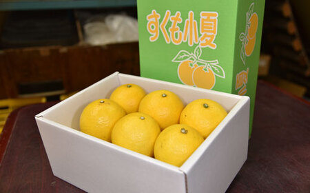 吉岡農園 すくも小夏3kg家庭用（L） 小夏