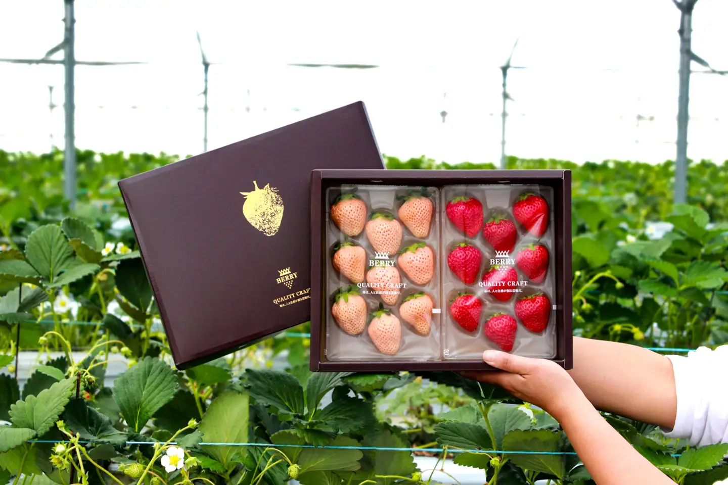 【完熟クラフト苺BERRY】有名シェフ御用達【紅白いちご】樹上完熟紅ほっぺ・淡雪 約500g（出荷2026年12月上旬～2027年5月下旬） 【yuji0003】