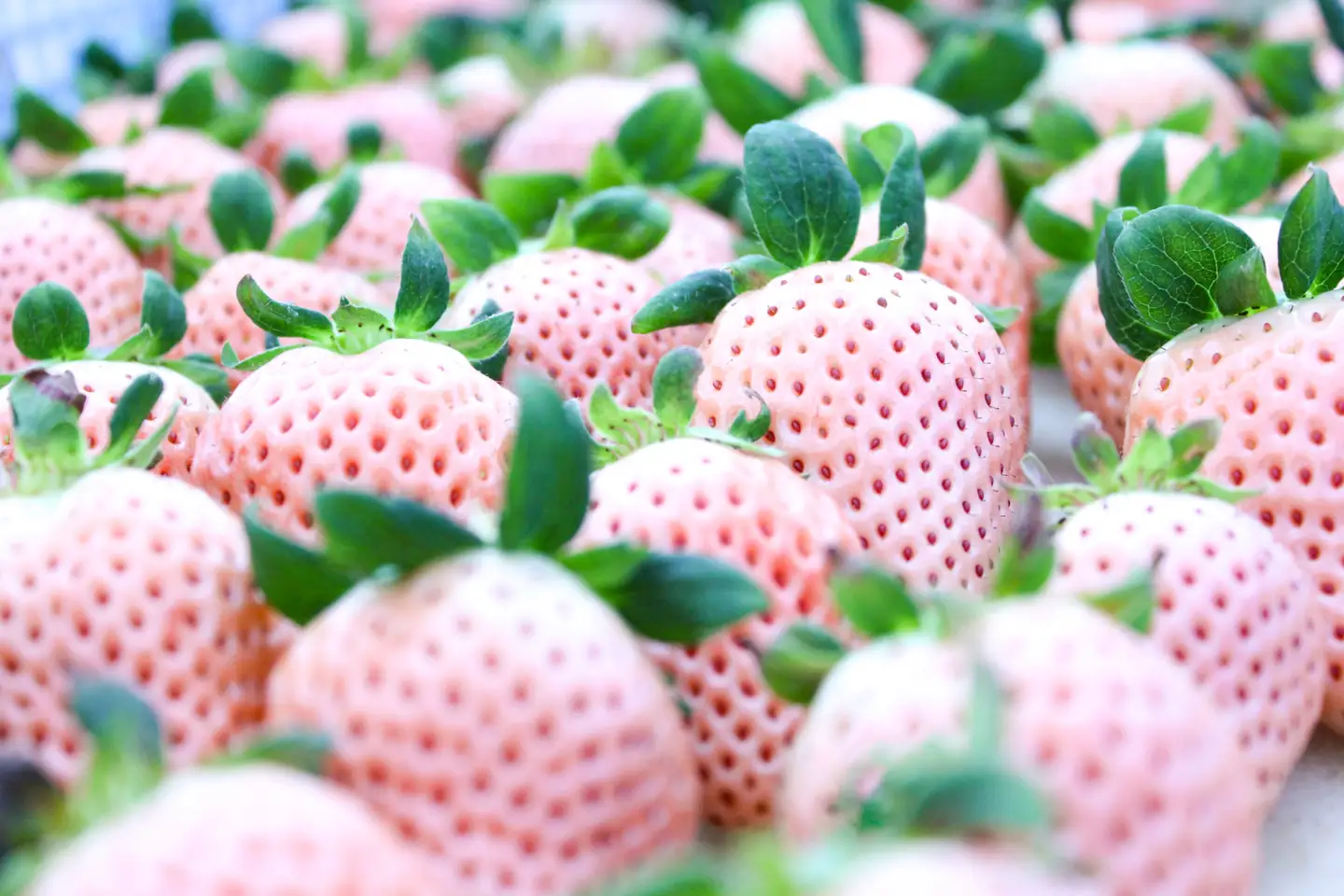 【完熟クラフト苺BERRY】海外セレブ御用達【樹上完熟白いちご】淡雪（あわゆき）約500g（出荷2026年12月上旬～2027年5月下旬）【yuji0004】