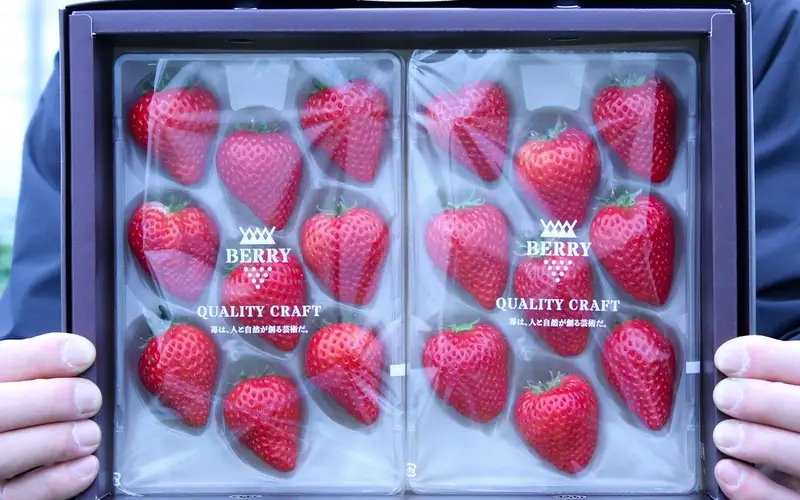 【完熟クラフト苺BERRY】有名シェフ御用達【樹上完熟いちご 欲張り３種セット（白いちご＋赤２品種）】約1500g（出荷2026年12月上旬～2027年5月下旬）【yuji0006】