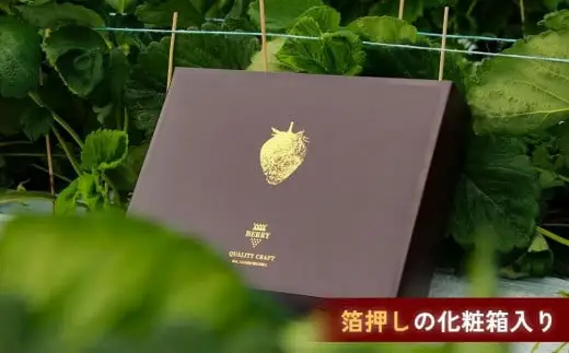 アイス 【訳アリ】完熟冷凍苺 紅ほっぺ1.0kg / 化粧箱入【果実まるごとアイス】【yuji0007】