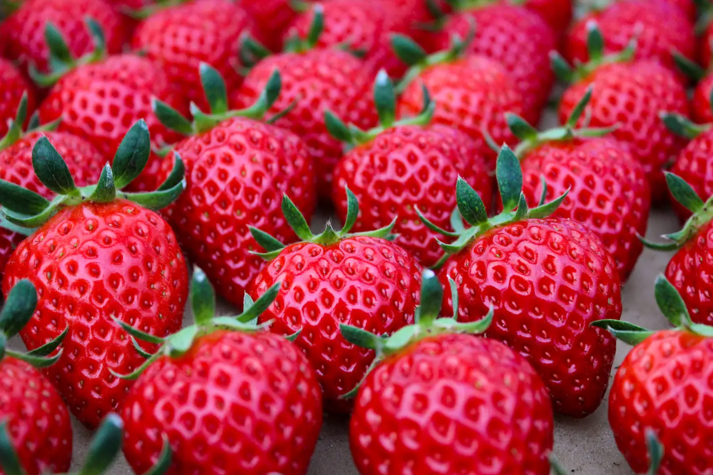 【完熟クラフト苺BERRY】有名シェフ御用達【樹上完熟赤いちご】約500g（出荷2026年12月上旬～2027年5月下旬）【yuji0009】