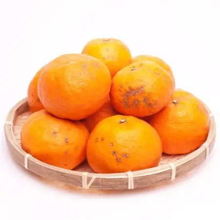 家庭用 カラマンダリン5kg+250g(傷み補償分)【南津海・なつみ】【希少な春柑橘】【訳あり】【配送不可地域：離島・北海道・沖縄県】【1356090】