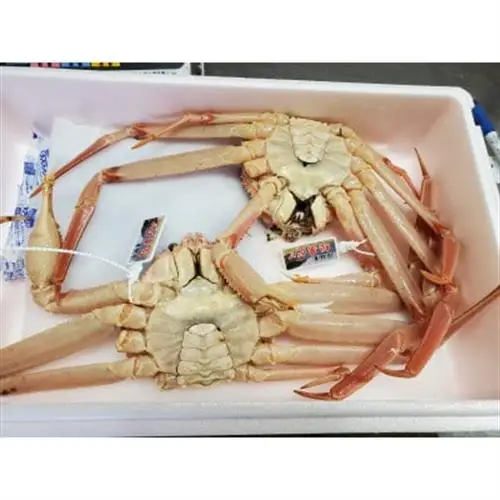 松葉ガニの本場・兵庫県新温泉町　とれたて　訳あり・松葉ガニ(生・冷蔵)　1～2枚入【配送不可地域：離島・北海道・沖縄県・東北】【1149852】