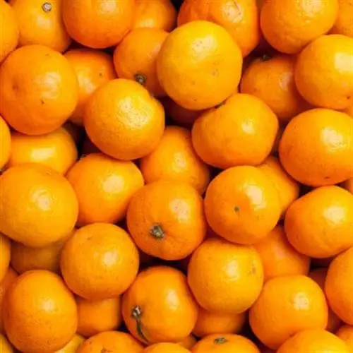 家庭用 小さな有田みかん2.5kg+250g(傷み補償分)【光センサー選果】【訳あり】【配送不可地域：離島・北海道・沖縄県】【1440253】