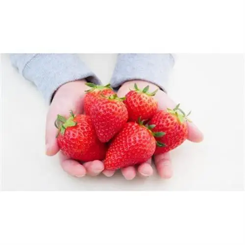 【産直】完熟よつぼし『四重奏』　愛知県みよし市　4パック(約1kg)【配送不可地域：離島・北海道・沖縄県】【1369815】