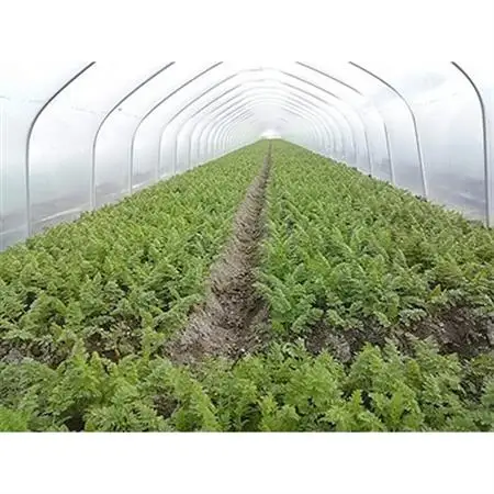 徳島県藍住町　あんちゃんふぁーむの季節の新鮮野菜セット(5品目以上)【配送不可地域：離島・北海道・沖縄県】【1084715】