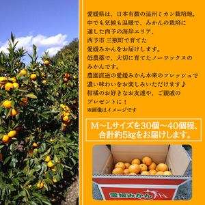 三好農園直送 西予市産 愛媛みかん ５kg ギフト用(L～Mサイズ) MMN0015