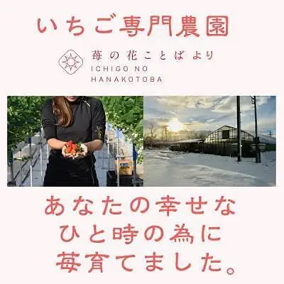 【先行予約 定期便5回】越後姫 いちご 雪国完熟 ダブル760g×5回 いちご