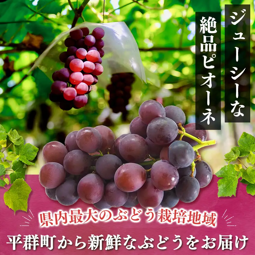 【先行予約】ピオーネ 2房 約1kg | 先行予約 季節限定 果物 くだもの フルーツ ぶどう 葡萄 ブドウ ピオーネ ジューシー 絶品 甘い 芳醇 旬 新鮮 奈良県 平群町