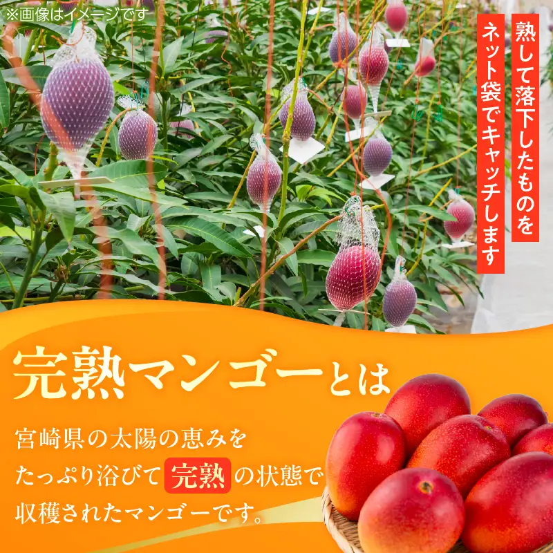 オンライン決済限定 数量限定 完熟マンゴー 3L×2玉 フルーツ 果物 くだもの 国産_DD8-23