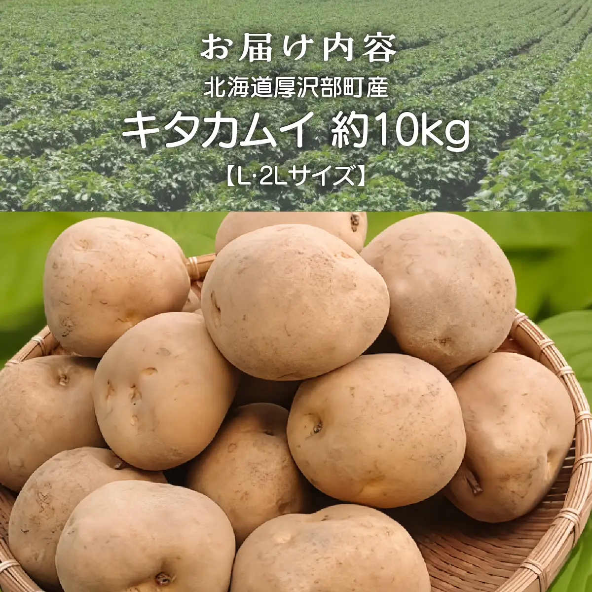 【2026年9月下旬より発送】北海道厚沢部町産 キタカムイ 10kg【L・2Lサイズ】 ASO032