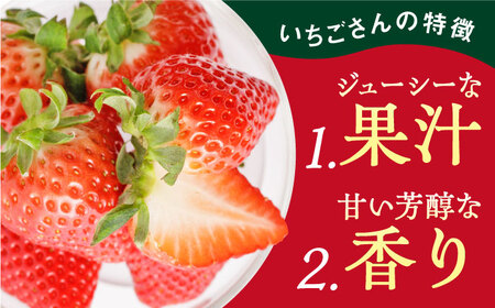 【先行予約 2027年2月～発送】【2回定期便】いちごさん 240g×2パック いちご