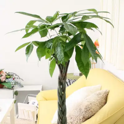 【観葉植物】パキラ 8号 ブラウンバスケット鉢カバー 土の表面:ウッドチップ 【観葉植物 インテリア 部屋 おしゃれ 福岡県 筑前町 送料無料 AG028】