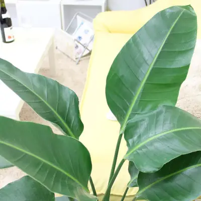 【観葉植物】オーガスタ 8号 ストライプバスケット鉢カバー 土の表面：ウッドチップ 【観葉植物 インテリア 部屋 おしゃれ 福岡県 筑前町 送料無料 AG033】