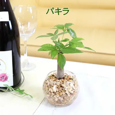 【観葉植物】土を使わないで清潔なミニ観葉植物 ゼオライト植え・ガラス鉢 丸形 2鉢セット（パキラとサンスベリア）【観葉植物 インテリア 部屋 おしゃれ 福岡県 筑前町 送料無料 AG048VC03】